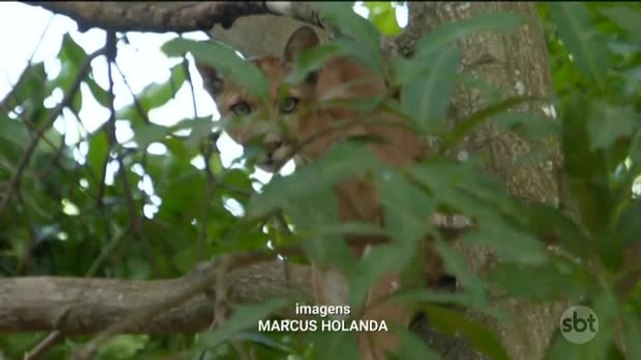 Onça aparece no quintal de casa e dá trabalho para policiais e bombeiros