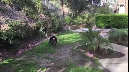 Toby, chú chó có đến 2 chiếc mũi