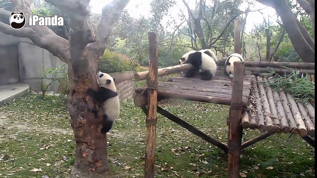 Nhà trẻ của gấu trúc con là thế này đây