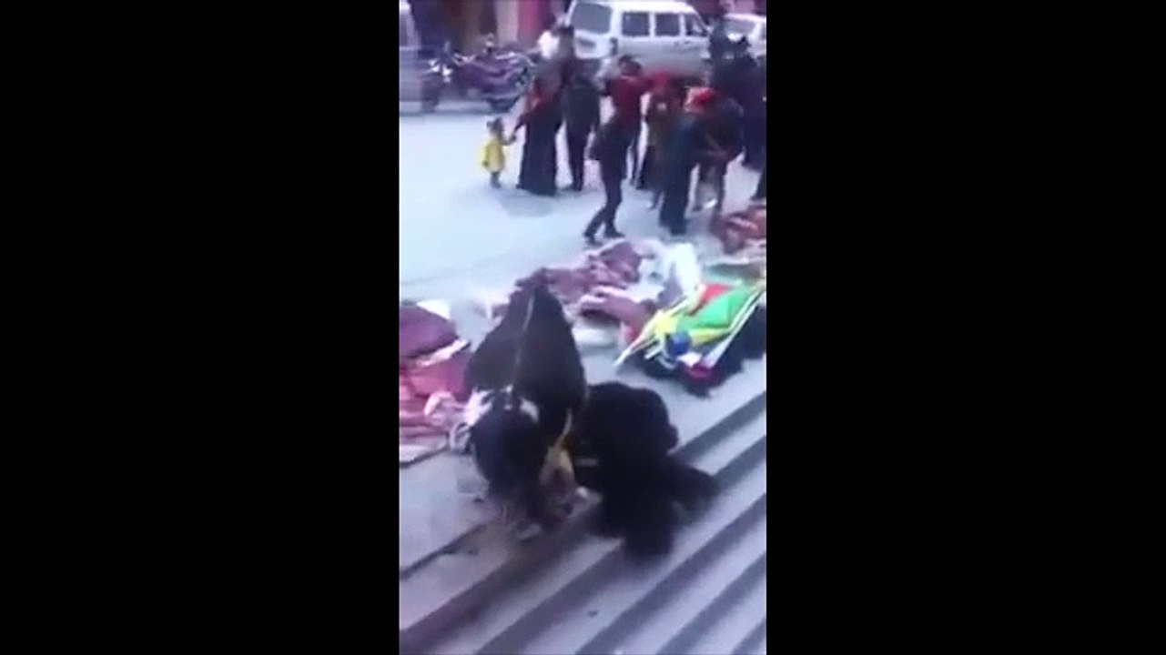 Chú bò kêu khóc ầm ĩ khi thấy xác đồng loại bị giết