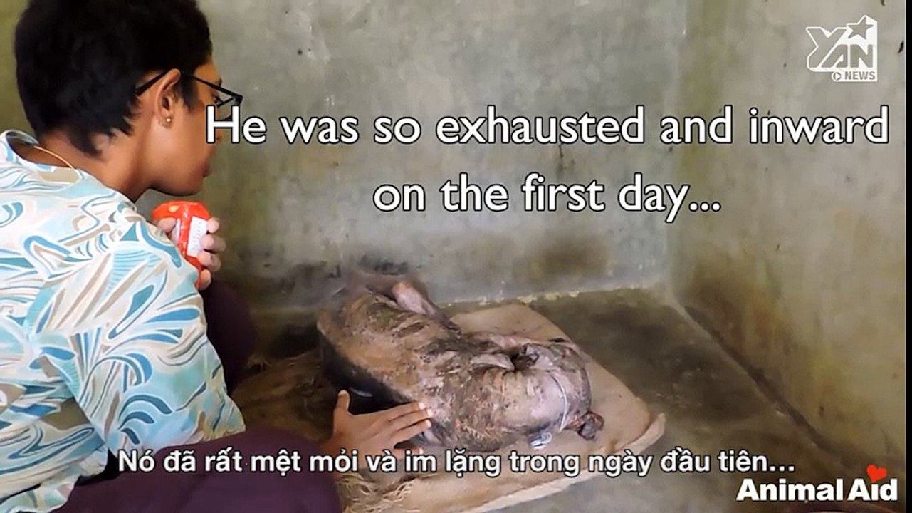 Hành trình cứu chú chó bị bệnh ghẻ nặng