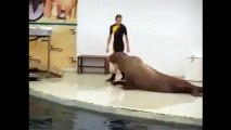 Cười mỏi miệng với chú hải cẩu cá tính nhất thế giới