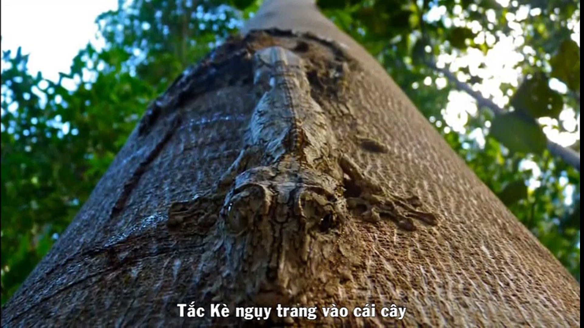 10 động vật ngụy trang