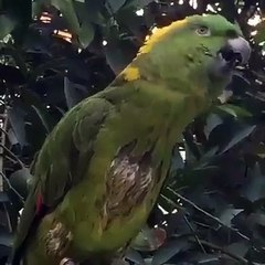 PARROT RECITING SURA FATIHA