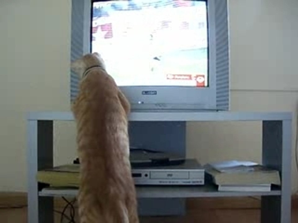 Chingo & la télévision