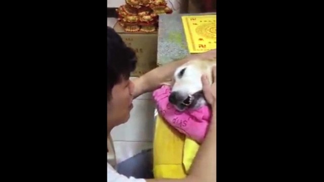 Cảm động chàng trai khóc nức nở khi đưa tiễn chó cưng