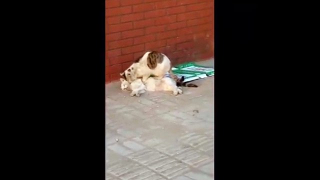 Rơi nước mắt trước cảnh tượng chú mèo quyết không rời người bạn đã chết cóng trên đường