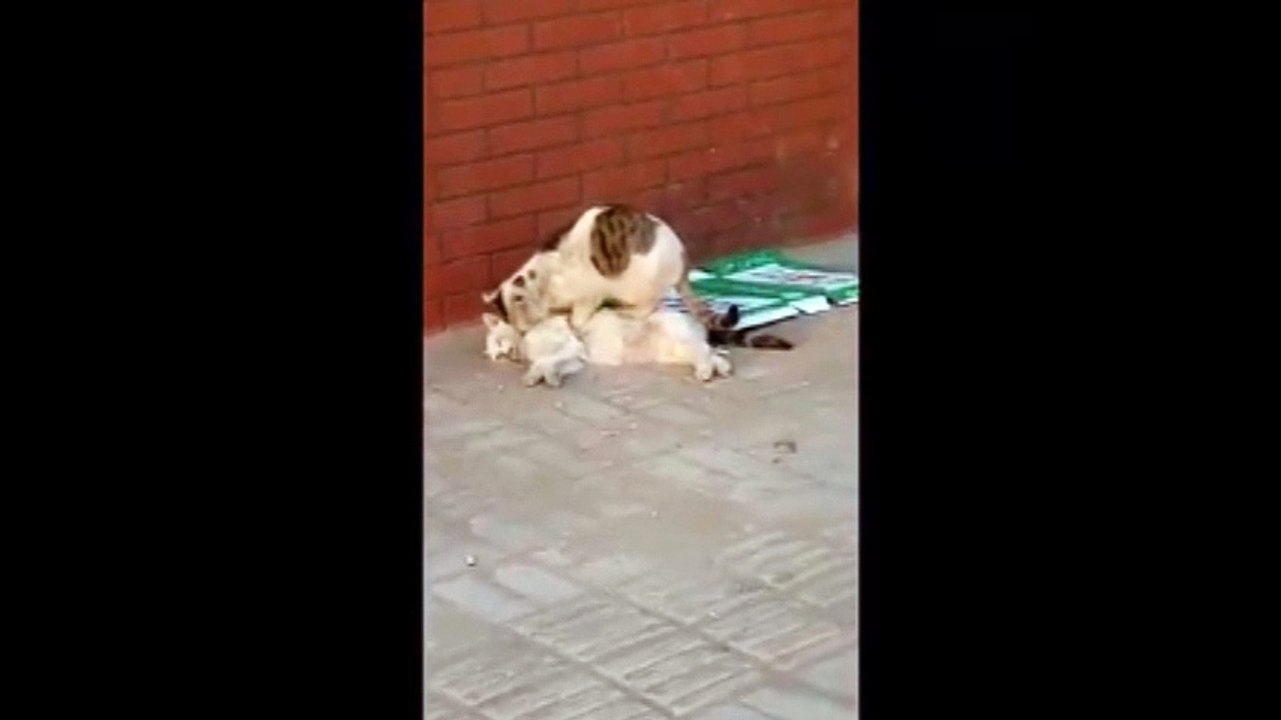 Rơi nước mắt trước cảnh tượng chú mèo quyết không rời người bạn đã chết cóng trên đường