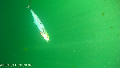 Salt Water Fishing Mackerel 14 Sep 2016