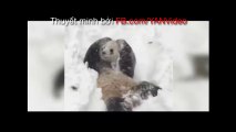 Chú gấu trúc có tên Tian Tian 18 tháng tuổi thích thú nô đùa trong tuyết trắng