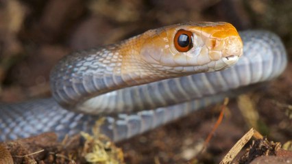 10 Deadliest Snakes In the World 2016