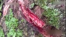 Gốc cây chảy máu khi bị cắt như một tảng thịt sống