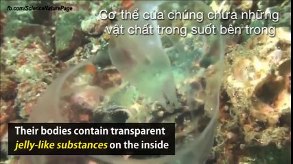 Kỳ lạ với ấu trùng trong suốt của loài cá