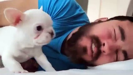 Chú chó đáng yêu làm đồng hồ báo thức