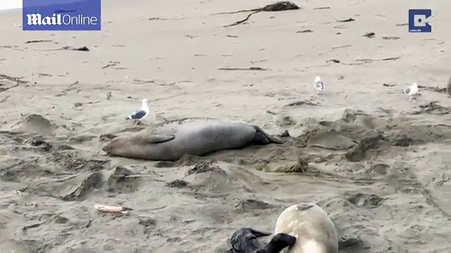 Tận mục khoảnh khắc hải cẩu sinh con kịch tính