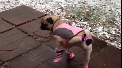 Dogs Try Booties For The First Time