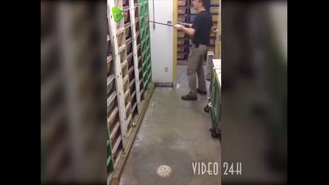 Nghề cho trăn ăn nguy hiểm khó lường