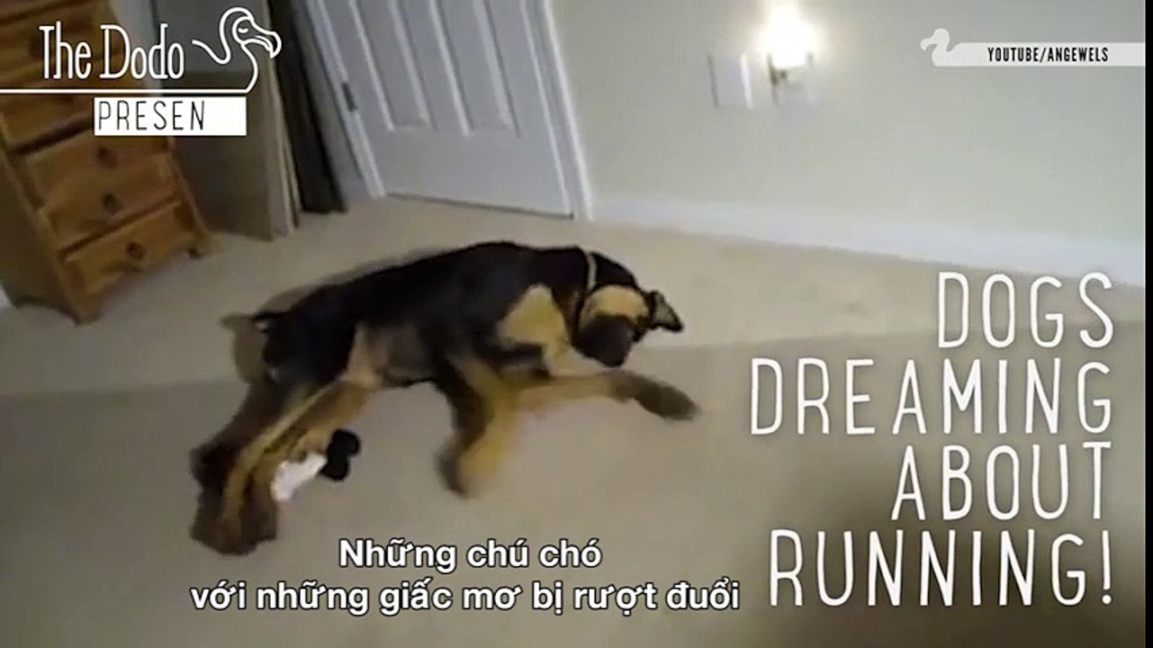 Những chú chó vừa ngủ vừa chạy