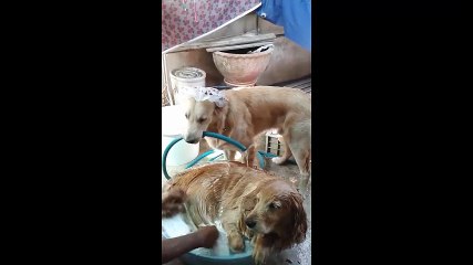 Chó giúp chủ tắm bạn