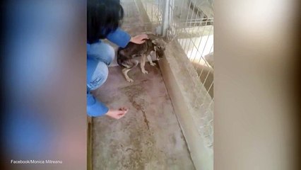 Chú chó bị ngược đãi không quen với sự chăm sóc