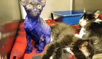 Chú mèo bị nhuộm màu tím và ngược đãi