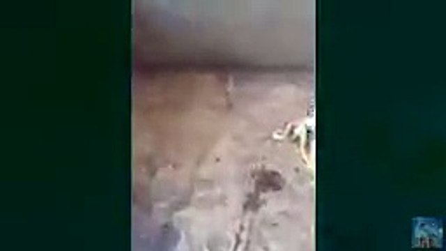 Đười ươi khôn như rận biết mắc võng nằm đánh đu như người