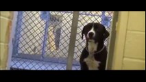 Chú chó vui mừng khi được nhận nuôi sau một thời gian dài