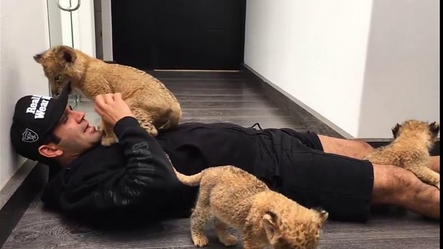 Ganh tị với người đàn ông thoải mái vui đùa với bầy báo con quí hiếm