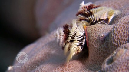 Loài giun cây thông Giáng sinh siêu dễ thương