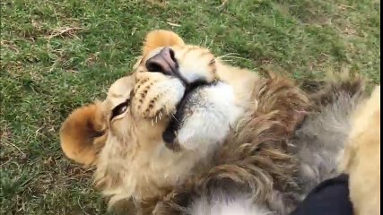 "Đau tim" với bầy hổ báo đáng yêu không chịu được