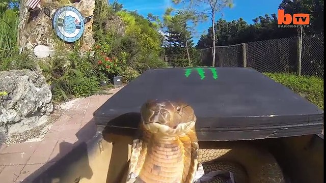 Người điều khiển rắn: nghề nguy hiểm nhất thế giới