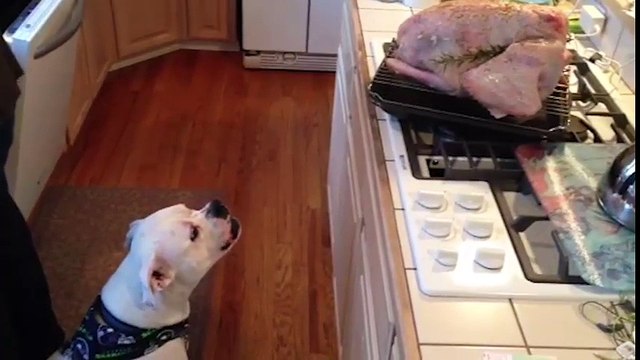 21 biểu cảm cực đáng yêu của những chú chó khi bị đói