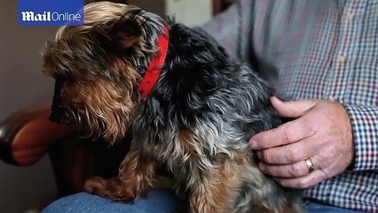 Chú chó đã 25 tuổi nhưng vẫn bị nhầm là chó con