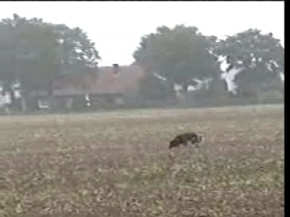 Fährte Hook LGA 2005