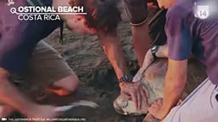 Lấy nĩa nhựa từ trong mũi rùa biển