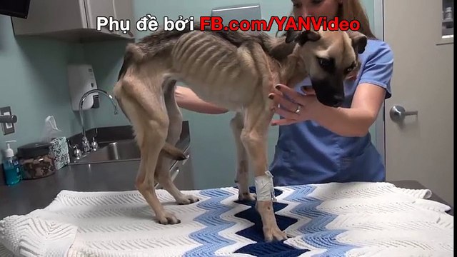 Quá trình hồi phục của chú chó bị bỏ đói suýt chết