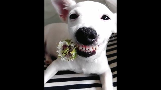 Le chien le plus mignon vous dit bonjour! Adorable
