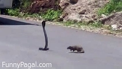 Saanp Aur Nevla Fight-(NewMp3Maza.com)