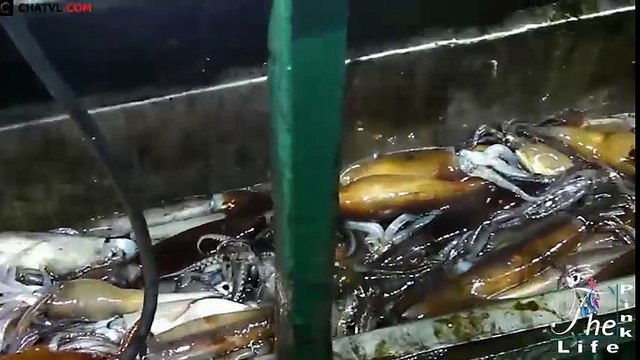 Sốc với máy câu mực ống tự động bắt được hàng tấn mực mỗi đêm