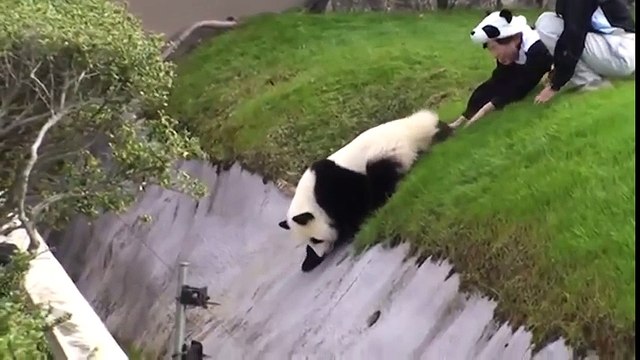 Chú gấu trúc cố gắng đào tẩu khiến người xem cười ngất