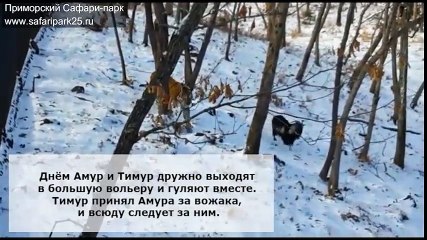 Chú dê này vốn dĩ là mồi của cọp, nhưng cuối cùng cả 2 đã thành bạn