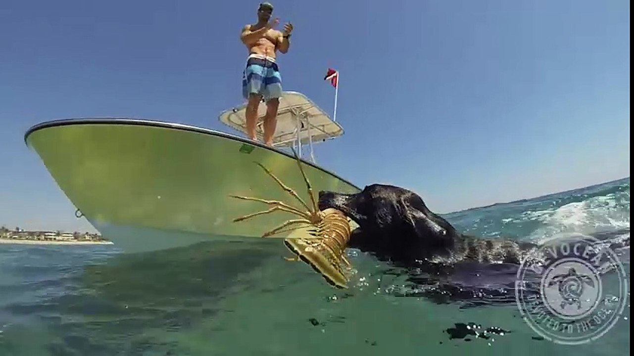 Chú chó lặn biển bắt tôm hùm gây kinh ngạc