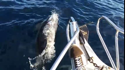 Nhóm bạn may mắn được cá heo và cá voi dẫn đường trên biển