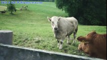 Chú bò rơi nước mắt khi bị bán khỏi nông trại