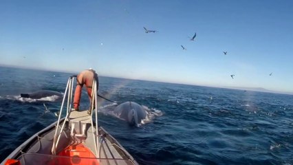 Des baleines filmées pour la première fois dans leur vie intime