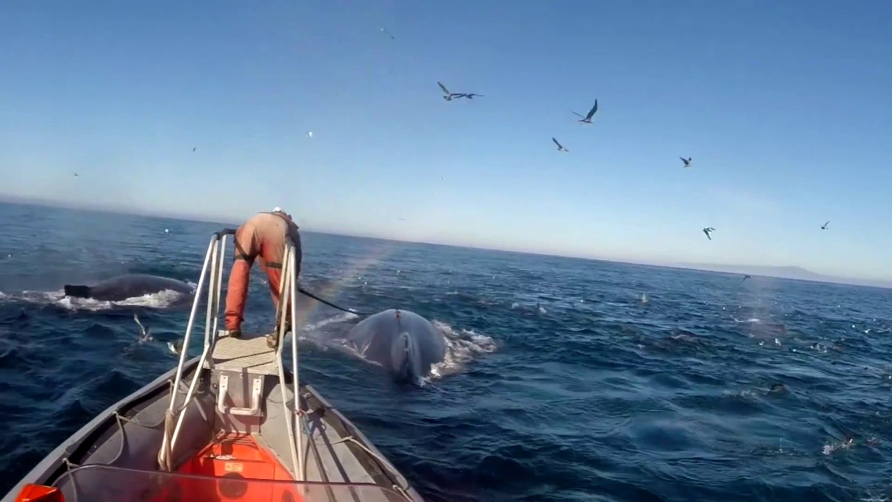 Des baleines filmées pour la première fois dans leur vie intime