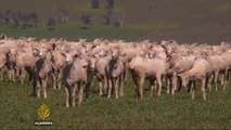 Sheep farming making a comeback in Australia