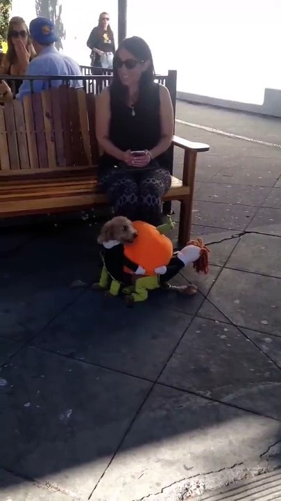 Dog wears a doll (pumpkin)
