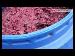 20 09 2016 La GdF sequestra 20mila litri di mosto