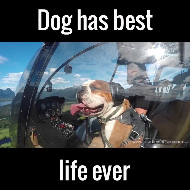 Ce chien a une vie de ouf